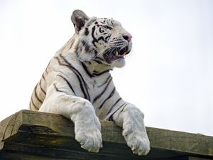 Превью обои бенгальский тигр, тигр, лапы, хищник