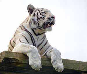 Превью обои бенгальский тигр, тигр, лапы, хищник