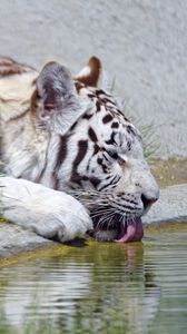 Превью обои бенгальский тигр, тигр, профиль, высунутый язык