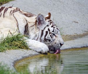 Превью обои бенгальский тигр, тигр, профиль, высунутый язык