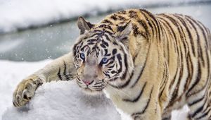 Превью обои бенгальский тигр, тигр, снег, зима, большая кошка, белый