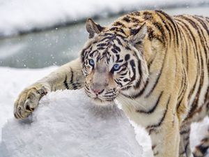 Превью обои бенгальский тигр, тигр, снег, зима, большая кошка, белый