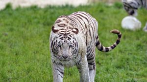 Превью обои бенгальский тигр, тигр, взгляд, морда