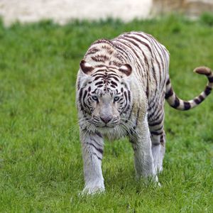 Превью обои бенгальский тигр, тигр, взгляд, морда
