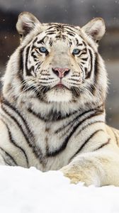 Превью обои бенгальский тигр, тигр, взгляд, снег, большая кошка