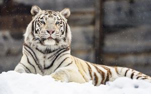 Превью обои бенгальский тигр, тигр, взгляд, снег, большая кошка