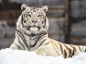 Превью обои бенгальский тигр, тигр, взгляд, снег, большая кошка