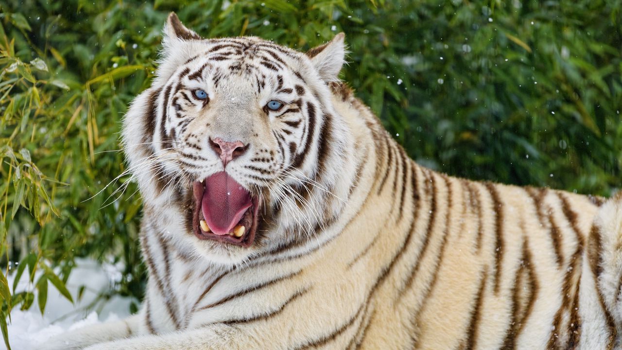 Обои бенгальский тигр, тигр, зев, животное, большая кошка
