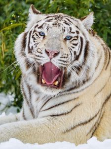Превью обои бенгальский тигр, тигр, зев, животное, большая кошка