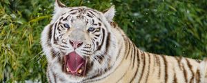 Превью обои бенгальский тигр, тигр, зев, животное, большая кошка