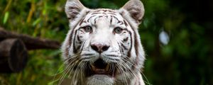 Превью обои бенгальский тигр, тигр, животное, хищник, рык