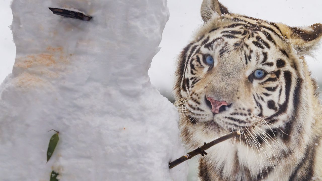Обои бенгальский тигр, тигр, животное, снеговик, белый