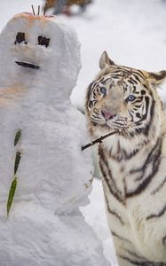 Превью обои бенгальский тигр, тигр, животное, снеговик, белый