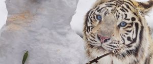 Превью обои бенгальский тигр, тигр, животное, снеговик, белый