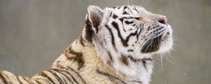 Превью обои бенгальский тигр, тигр, животное, снег, большая кошка