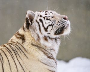 Превью обои бенгальский тигр, тигр, животное, снег, большая кошка