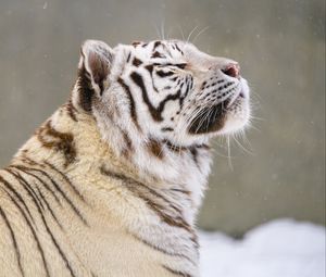 Превью обои бенгальский тигр, тигр, животное, снег, большая кошка