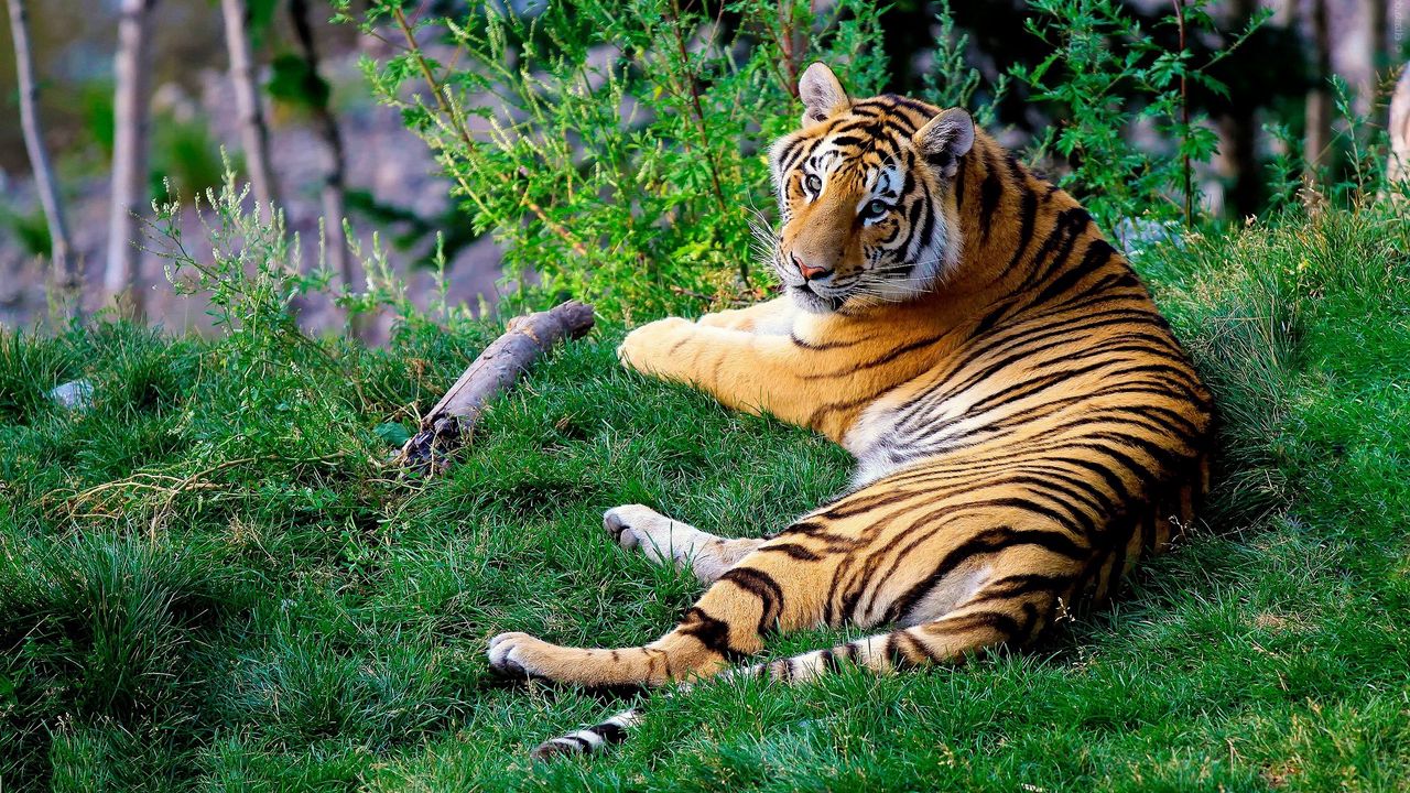 Обои бенгальский тигр, трава, хищник