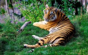 Превью обои бенгальский тигр, трава, хищник