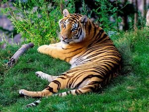 Превью обои бенгальский тигр, трава, хищник