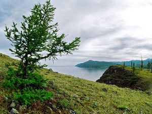 Превью обои берег, дерево, камни, земля, трава, озеро, сибирь