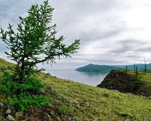 Превью обои берег, дерево, камни, земля, трава, озеро, сибирь