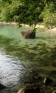 Превью обои берег, камни, дерево, наклон, ветви, вода, тина