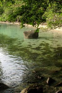 Превью обои берег, камни, дерево, наклон, ветви, вода, тина