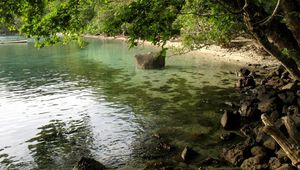 Превью обои берег, камни, дерево, наклон, ветви, вода, тина