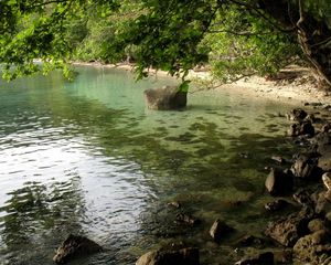 Превью обои берег, камни, дерево, наклон, ветви, вода, тина