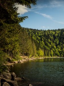 Превью обои берег, лес, деревья, озеро, природа