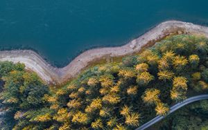 Превью обои берег, лес, вода, вид сверху