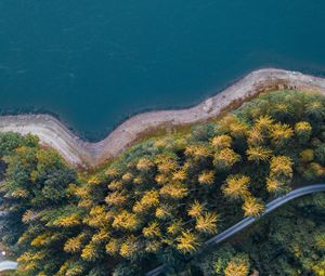 Превью обои берег, лес, вода, вид сверху