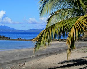 Превью обои берег, море, пальма, ветка, природа