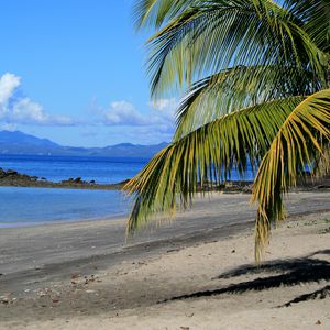 Превью обои берег, море, пальма, ветка, природа