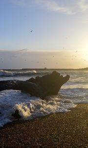 Превью обои берег, море, пена, волны, дерево, сумерки