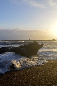 Превью обои берег, море, пена, волны, дерево, сумерки