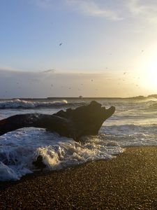 Превью обои берег, море, пена, волны, дерево, сумерки
