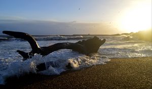 Превью обои берег, море, пена, волны, дерево, сумерки