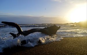 Превью обои берег, море, пена, волны, дерево, сумерки