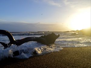 Превью обои берег, море, пена, волны, дерево, сумерки