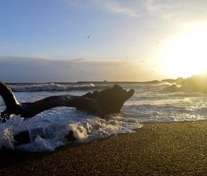 Превью обои берег, море, пена, волны, дерево, сумерки