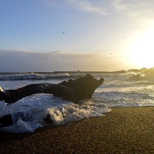 Превью обои берег, море, пена, волны, дерево, сумерки