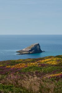 Превью обои берег, море, скала, трава, цветы, природа