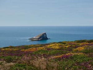 Превью обои берег, море, скала, трава, цветы, природа