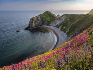 Превью обои берег, море, скала, цветы, обрыв, пейзаж