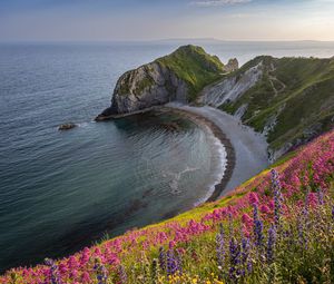 Превью обои берег, море, скала, цветы, обрыв, пейзаж