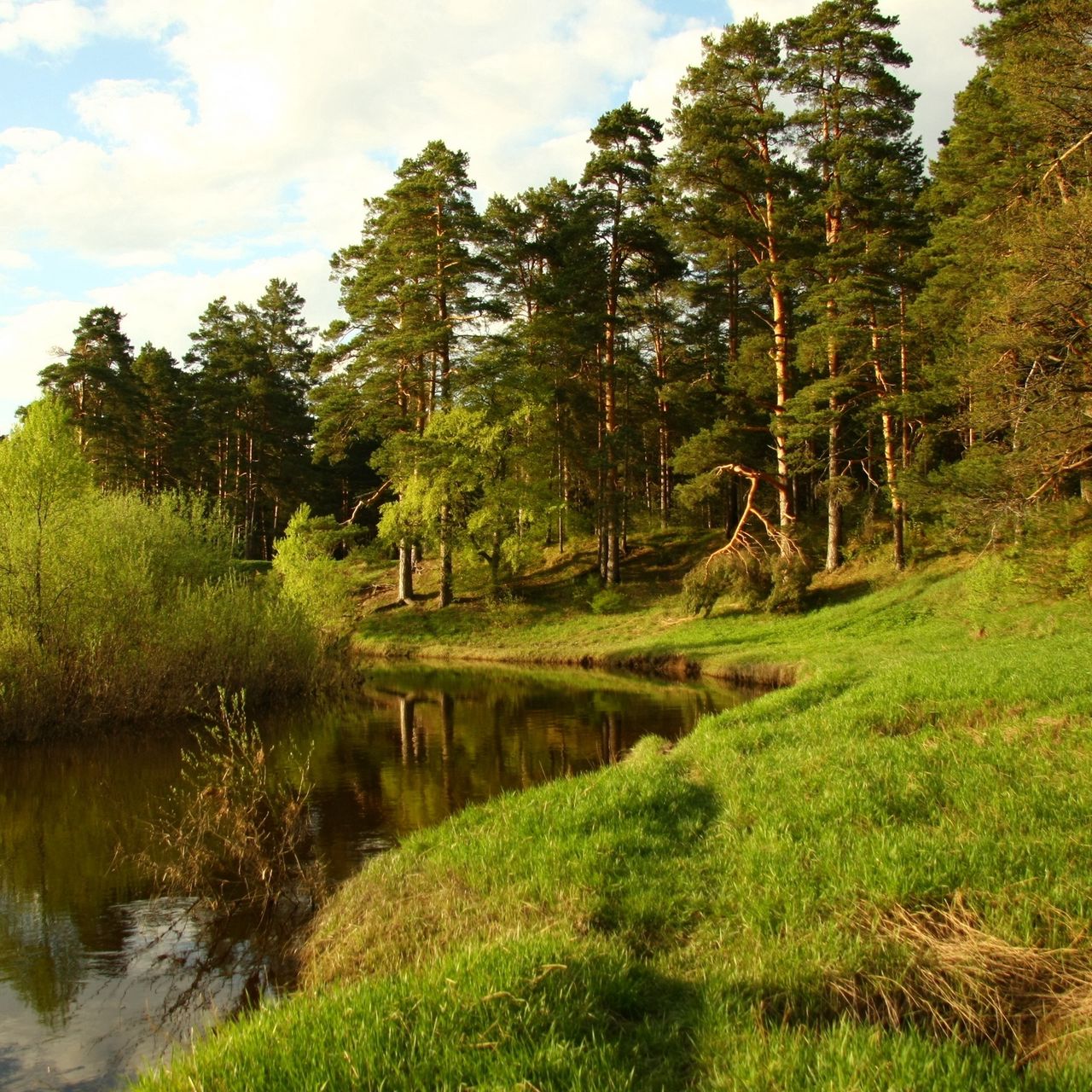 Берег реки в лесу