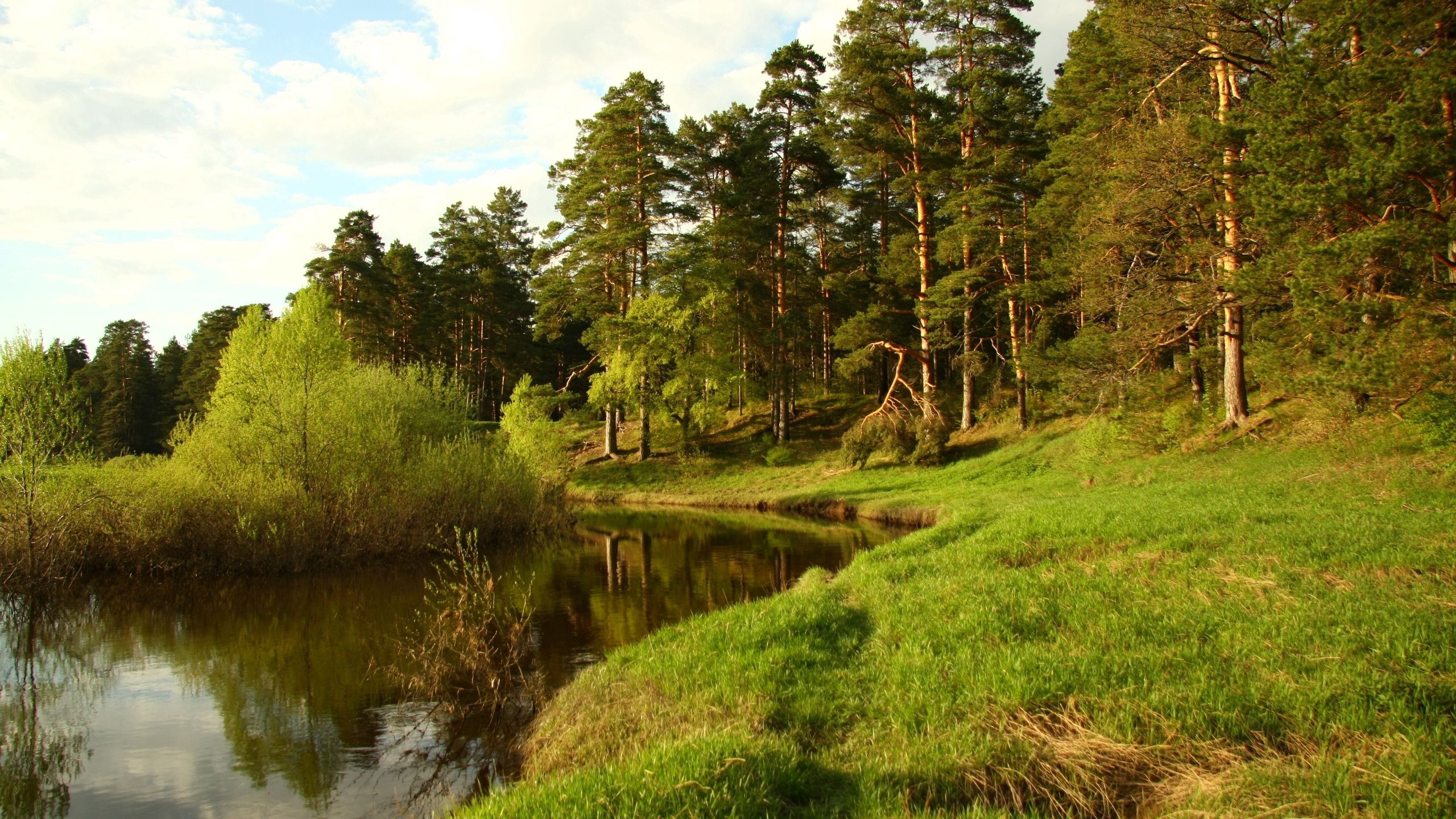 Берег реки в лесу