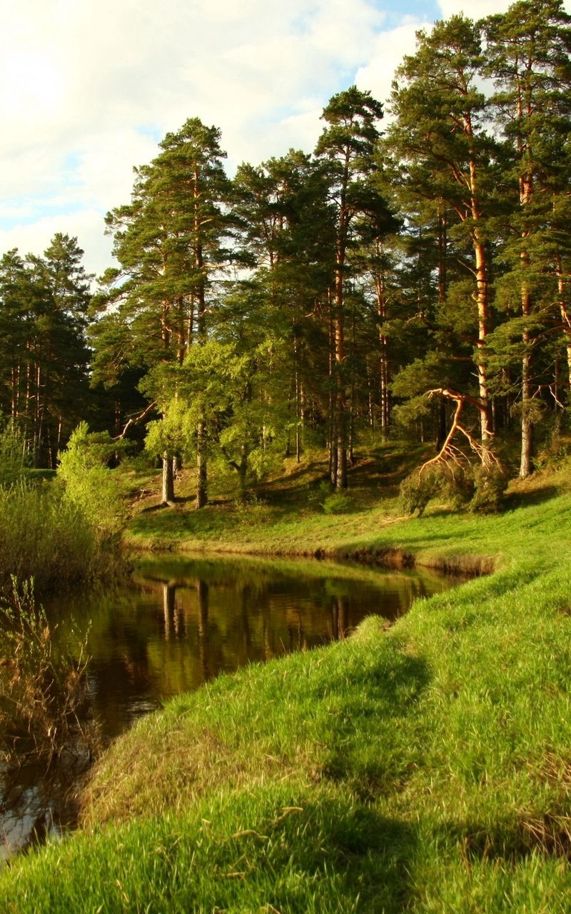 Лес на берегу реки